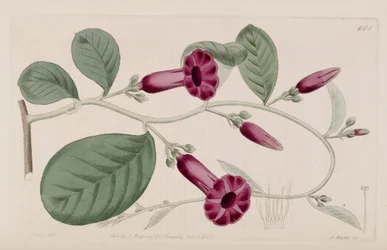 Argyreia cuneata
